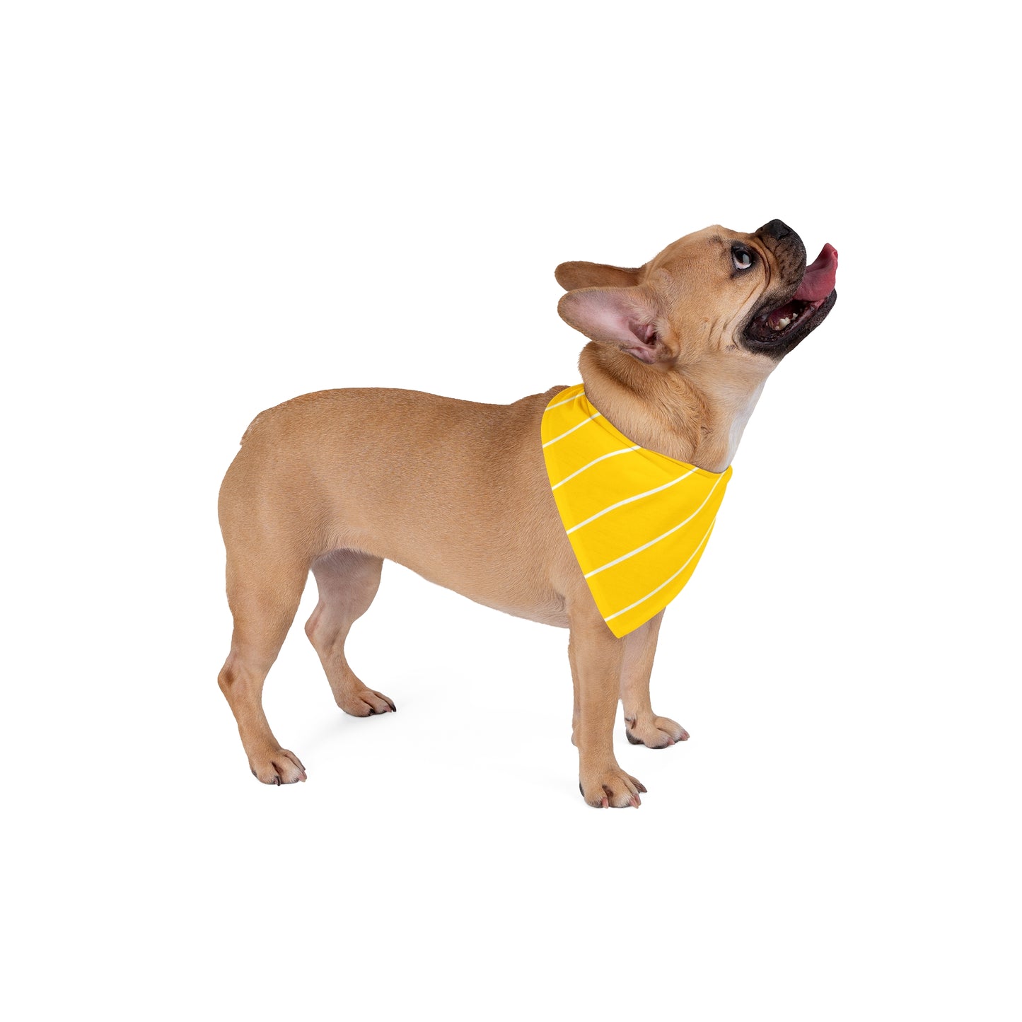Yellow stripes